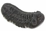 Austerops Trilobite Fossil - Rock Removed #66985-2
